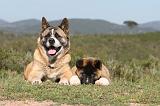 AKITA AMERICAIN 061